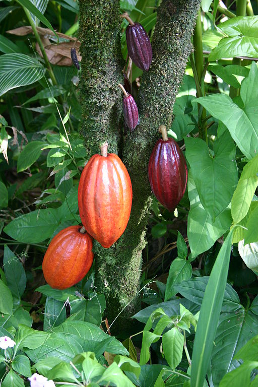 A cacao tree with fruit pods in various stages of ripening. Taken on the Big Island (Hawaii) in the botanical gardens. Photo by Medicaster (2006).