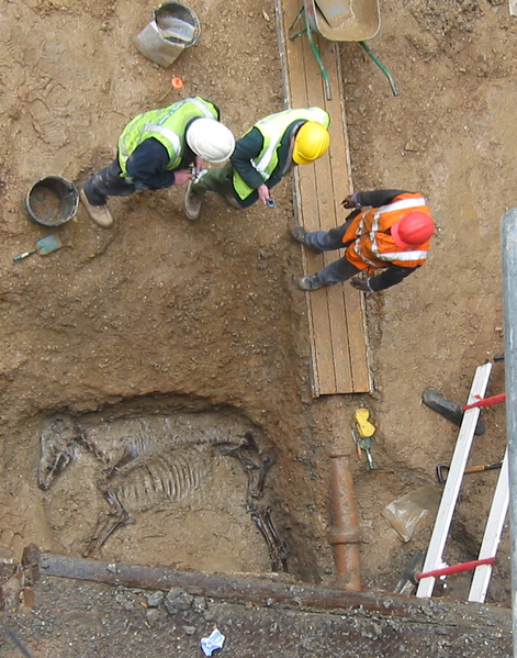 Horse burial in roman ditch on a development funded site in London. Note "out of phase" pipe intrusion left in for practical reasons. Author: Mididoctors
