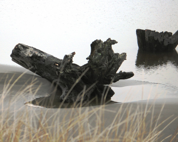 Washington State, USA; Ancient Tsunami Stumps at Copalis Beach along the Pacific Ocean. Photo: Kathy Calm