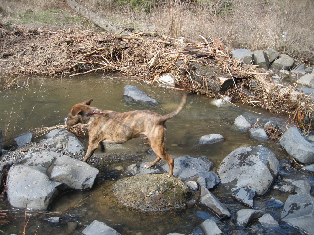 Felix in action outdoors. No boars or bears in sight. Photo: Cathy Hanson