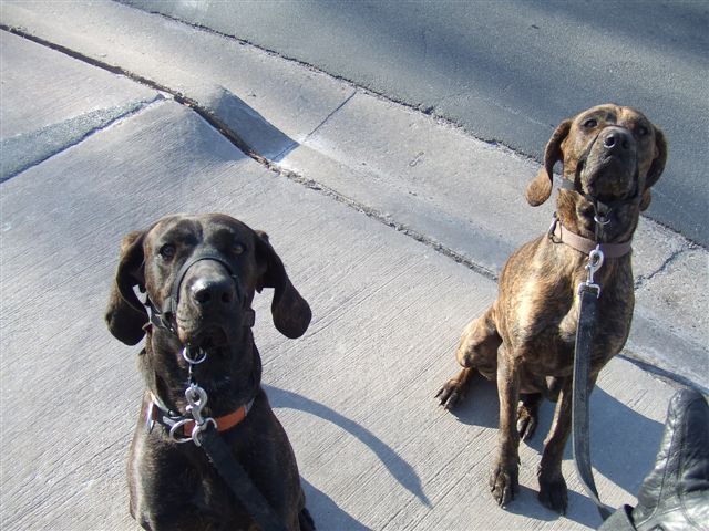 Plott Hounds during walk time in Halifax. Photo:  Mw2bonn at Wikimedia Commons