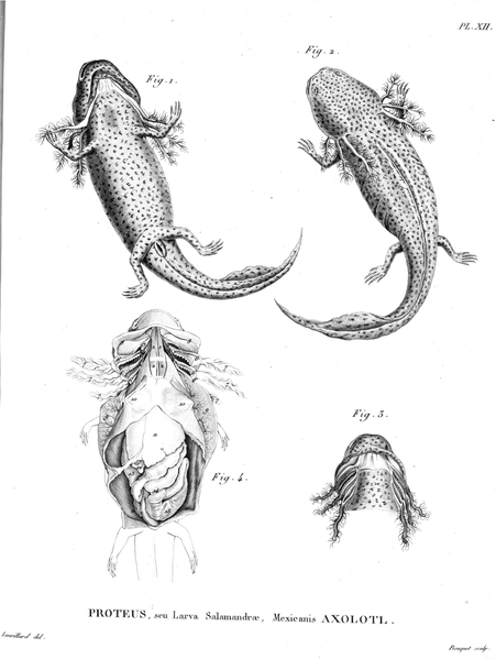 Anatomie des Axolotl Ambystoma mexicanum by Alexander von Humboldt via Wikimedia Commons